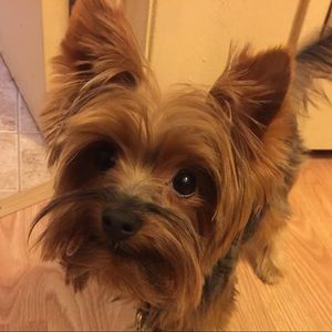 Meet your Posher, Liliana